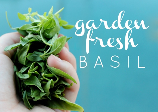 Garden Fresh Basil + a recipe for Tomato Salad with Basil Vin | via Tsiporah Blog